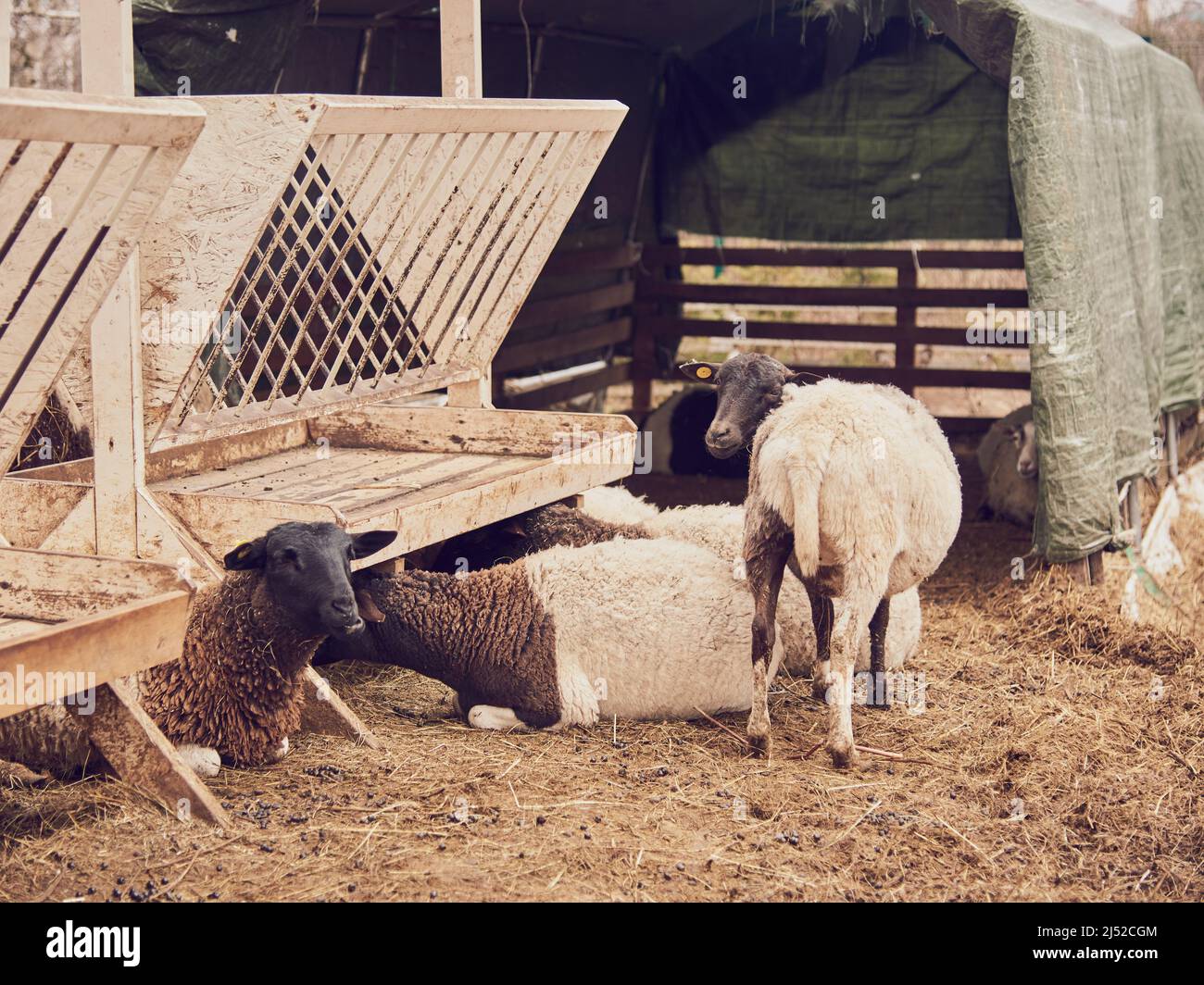 Sheep Eating At A Trough Hi res Stock Photography And Images Alamy sheep-eating-at-a-trough-hi-res-stock-photography-and-images-alamy