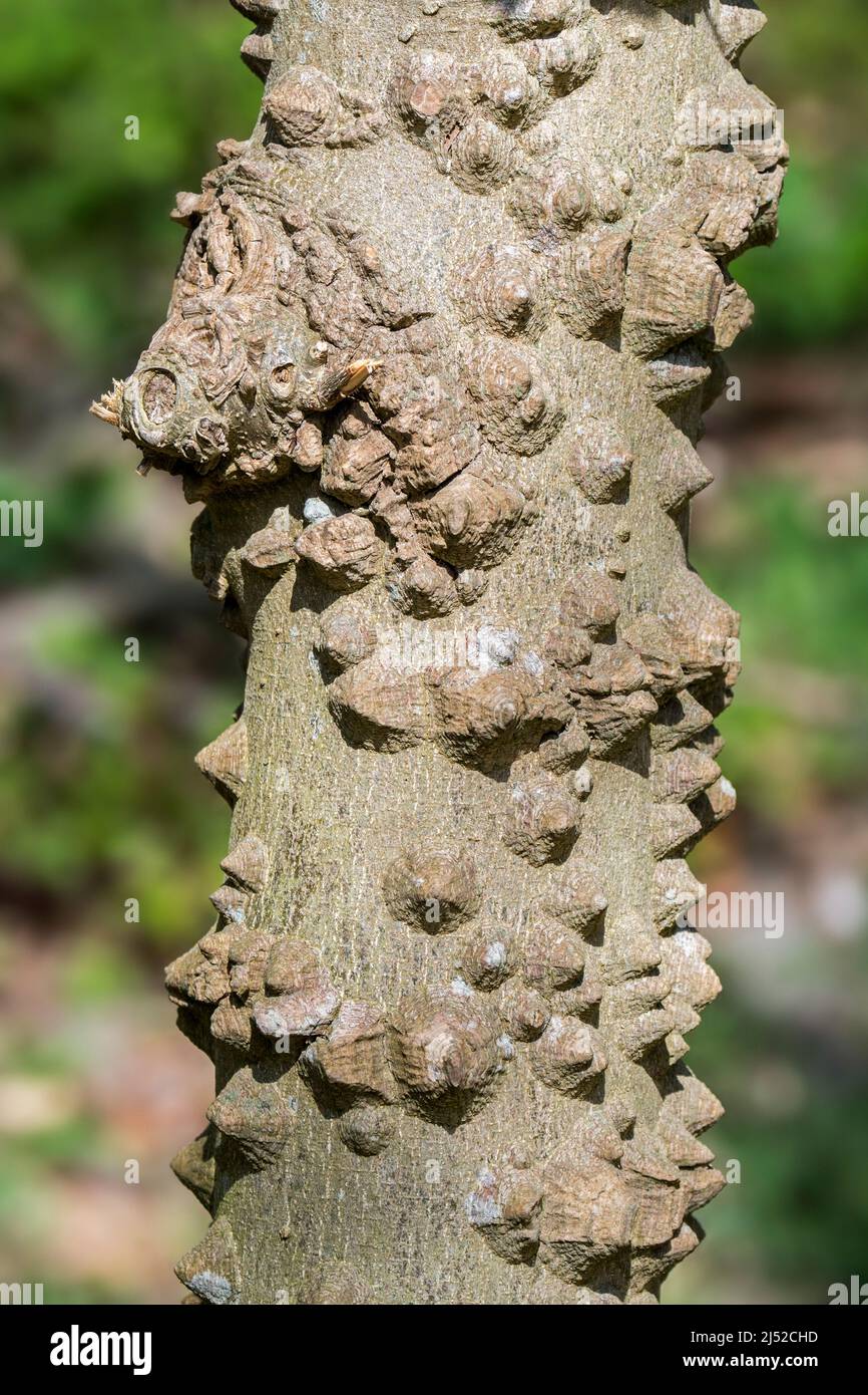 Chinese-pepper / Chinese prickly-ash / flatspine prickly-ash (Zanthoxylum simulans), close-up of spines on tree trunk, native to China and Taiwan Stock Photo
