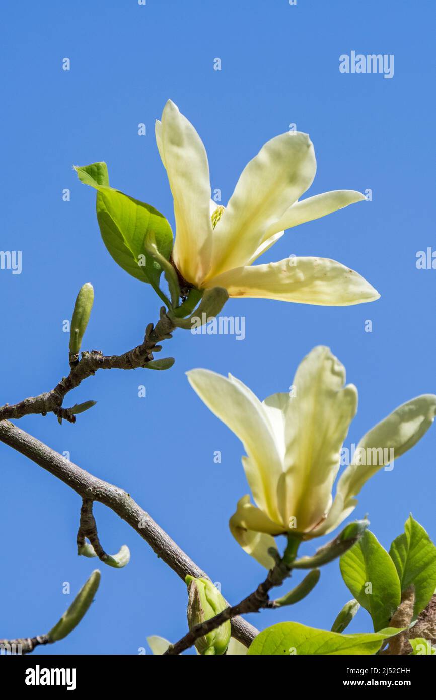Large yellow flowers of Magnolia Golden Pond (M. acuminata x M. denudata) flowering in garden in spring Stock Photo