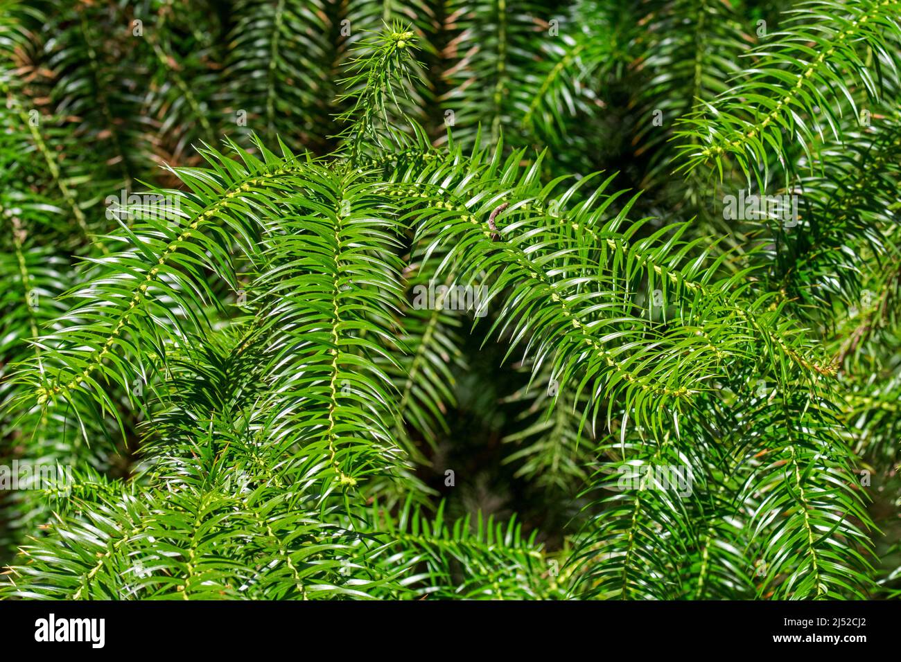 Cypress Cunninghamia lanceolata Hook, close up of green coniferous leaves, native to China Stock Photo