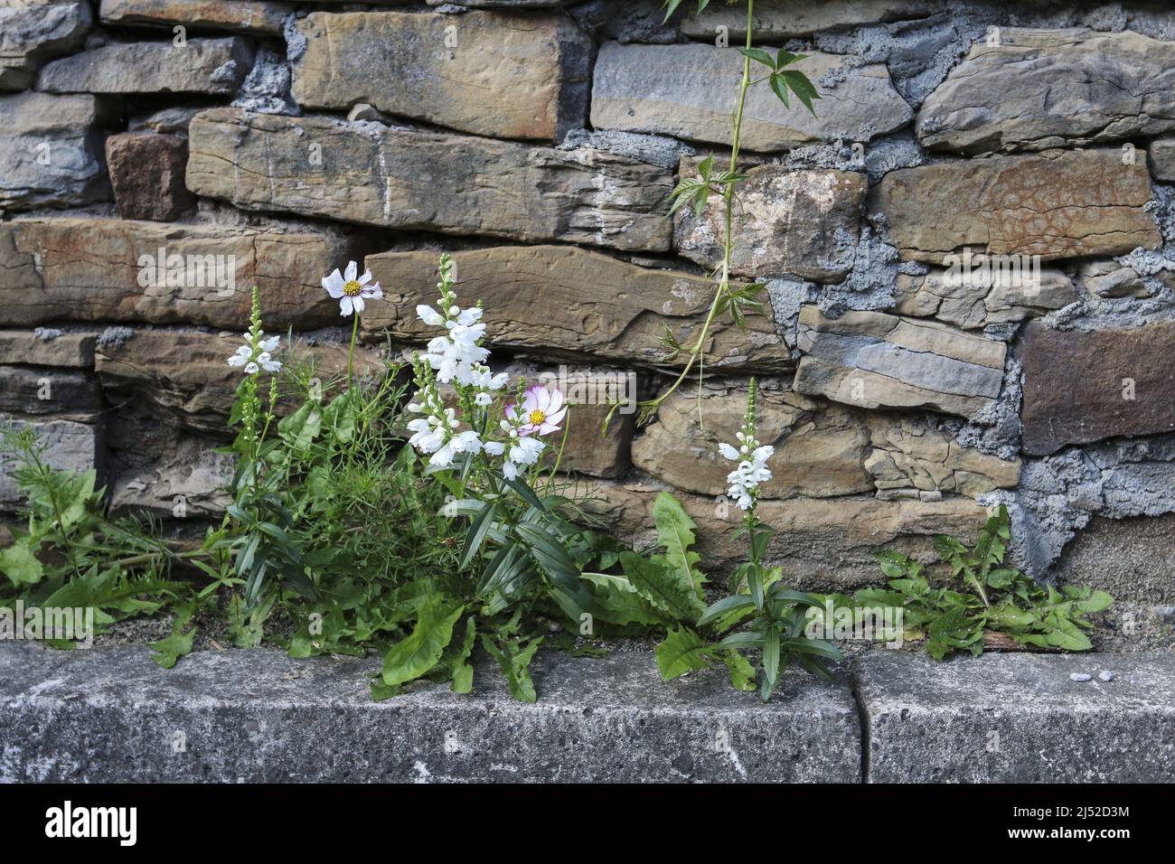 Wild flowers growing by the stone wall. Summer time Stock Photo - Alamy