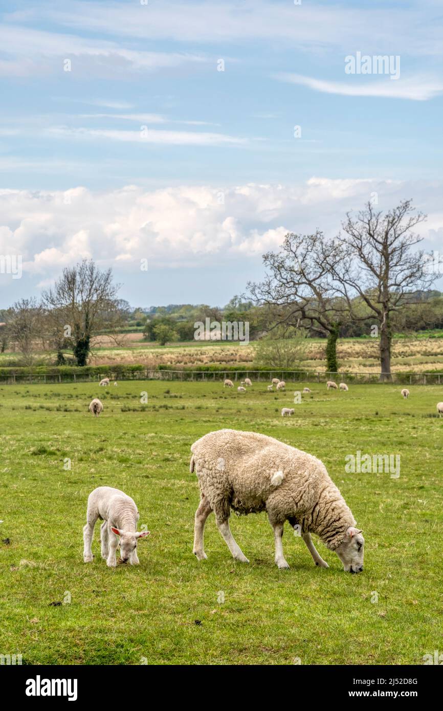 Ewe with lamb in a field of sheep on a Norfolk farm at Castle Rising