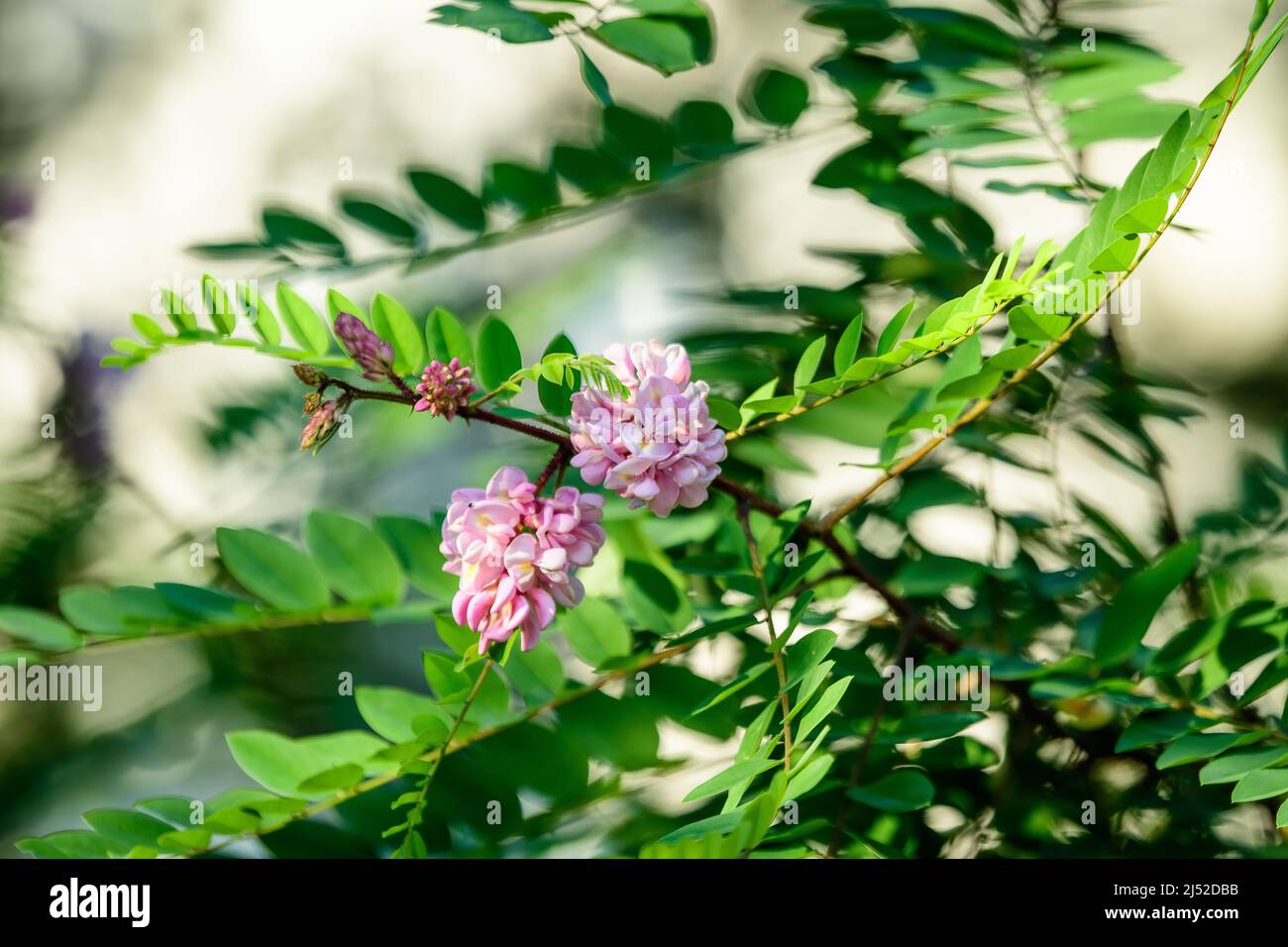 Pink flowers of Robinia pseudoacacia commonly known as black locust, and green leaves in a summer garden, beautiful outdoor floral background photogra Stock Photo