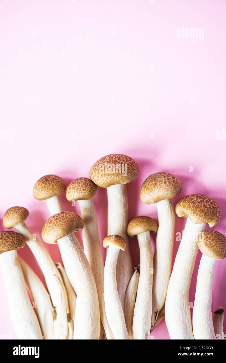 Brown shimeji or buna-shimeji mushrooms. Top view. Pink background. Stock Photo
