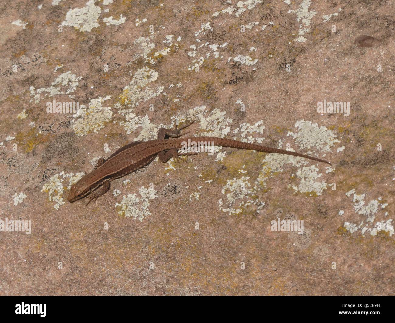 Brown lizard on red sandstone Stock Photo