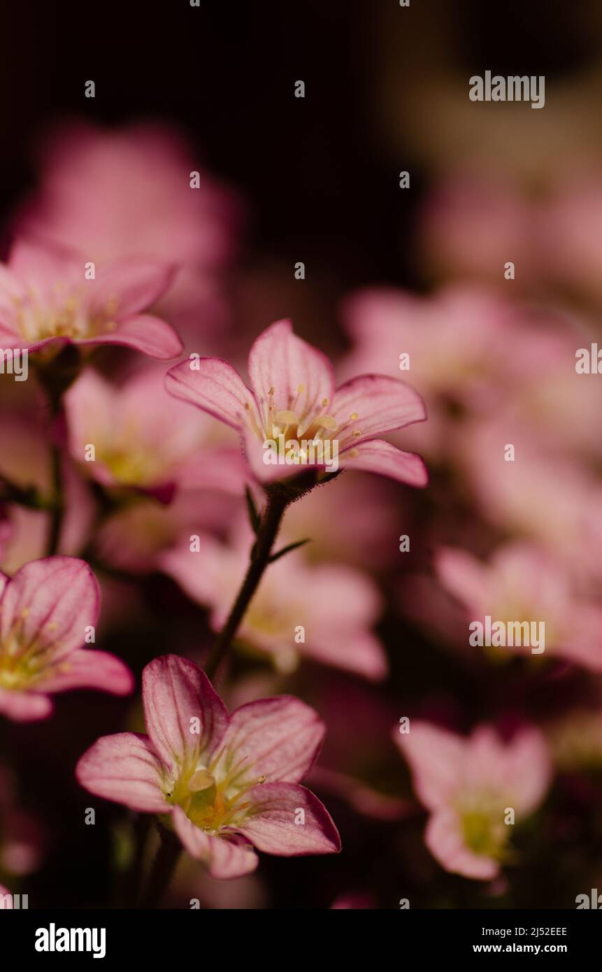 Macroshot of pink saxifraga Stock Photo
