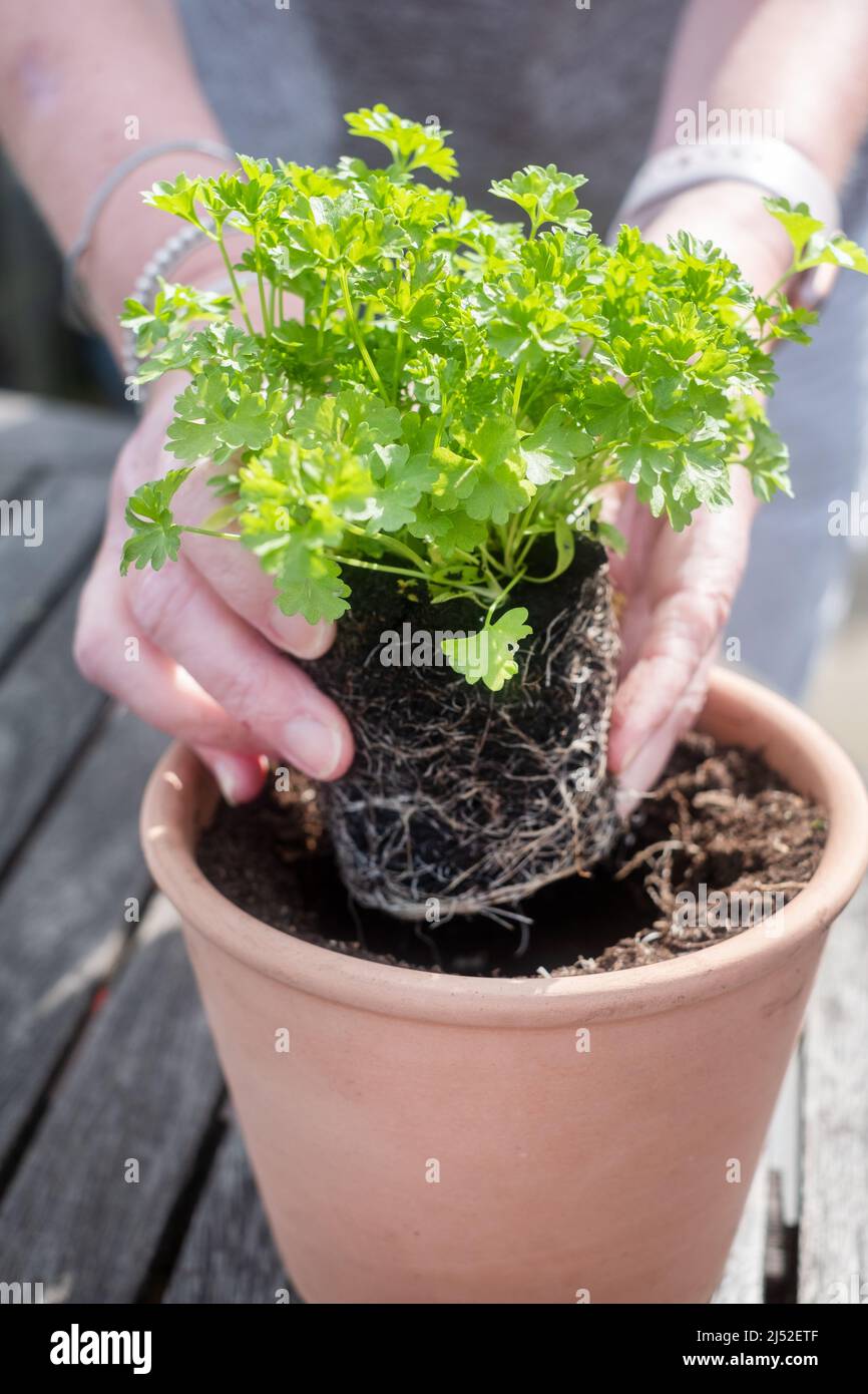 A female gardener potting on a home grown parsley plant into a larger ceramic pot. The image was taken in spring as the plant was maturing Stock Photo