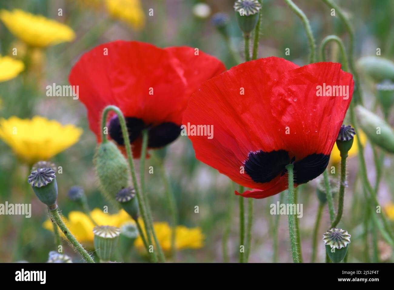 Poppy wildflowers up close Stock Photo