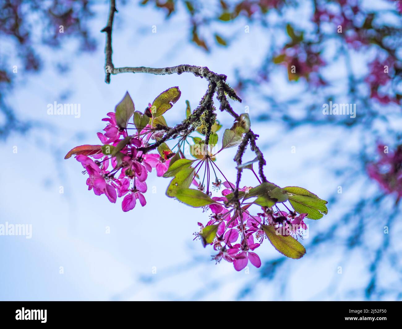 Tree Blossom, Balmoral Walk, Caversham, Reading, Berkshire, England, UK. GB. Stock Photo