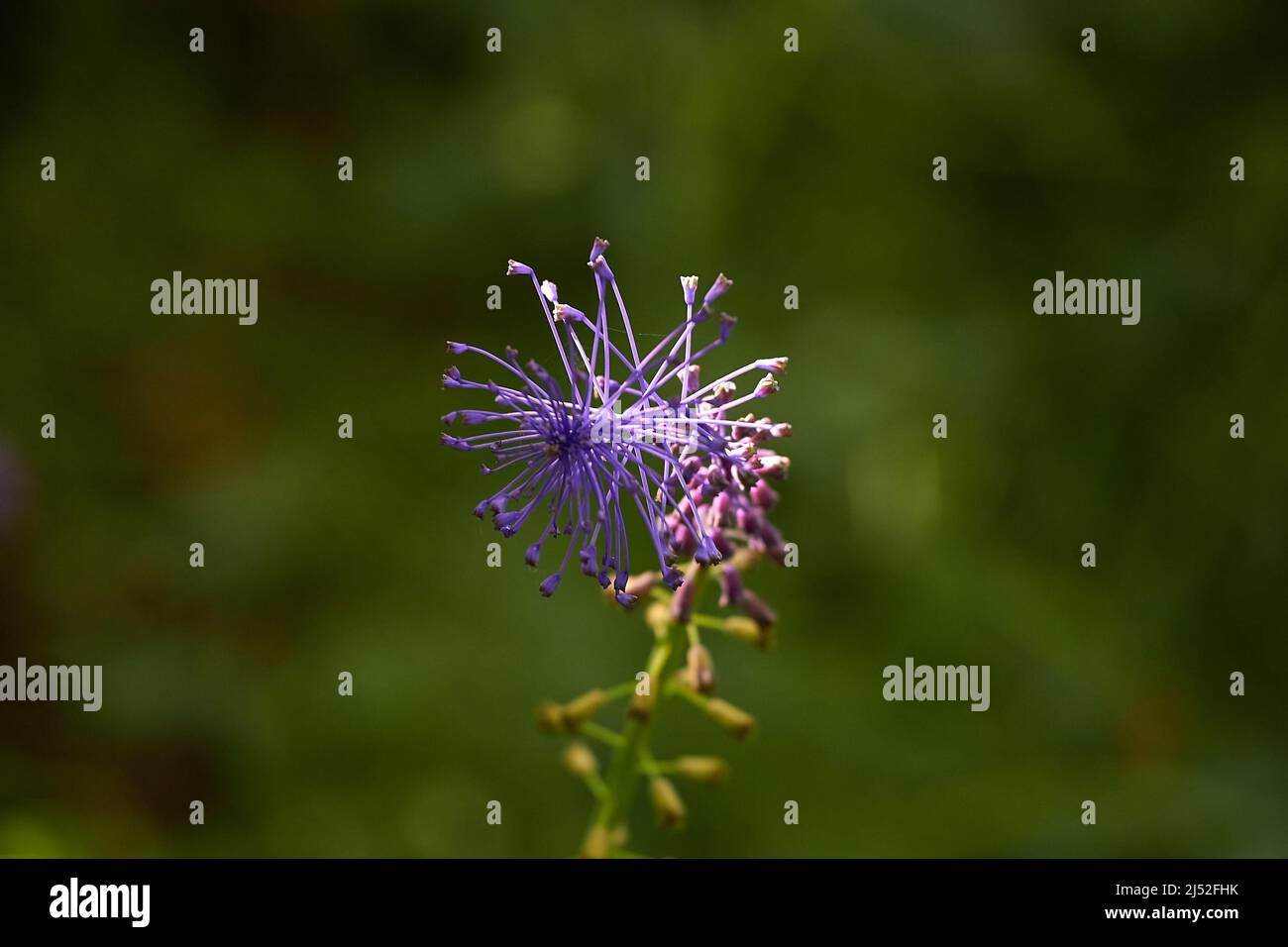 Small purple flower in summer Stock Photo