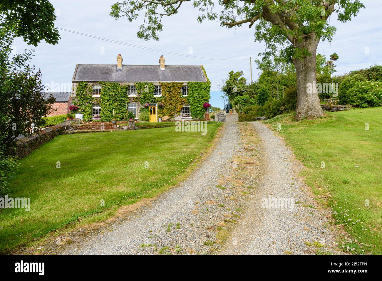 Old Irish farmhouse, built and altered between 1880 and 1930, covered with boston ivy and virginia creeper. Stock Photo