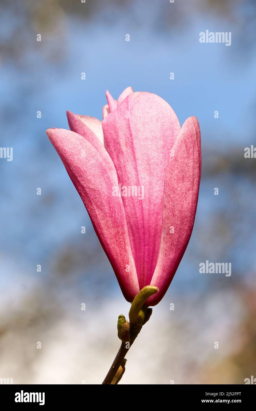Closeup of a single purple and pink magnolia flower blooming in spring ...