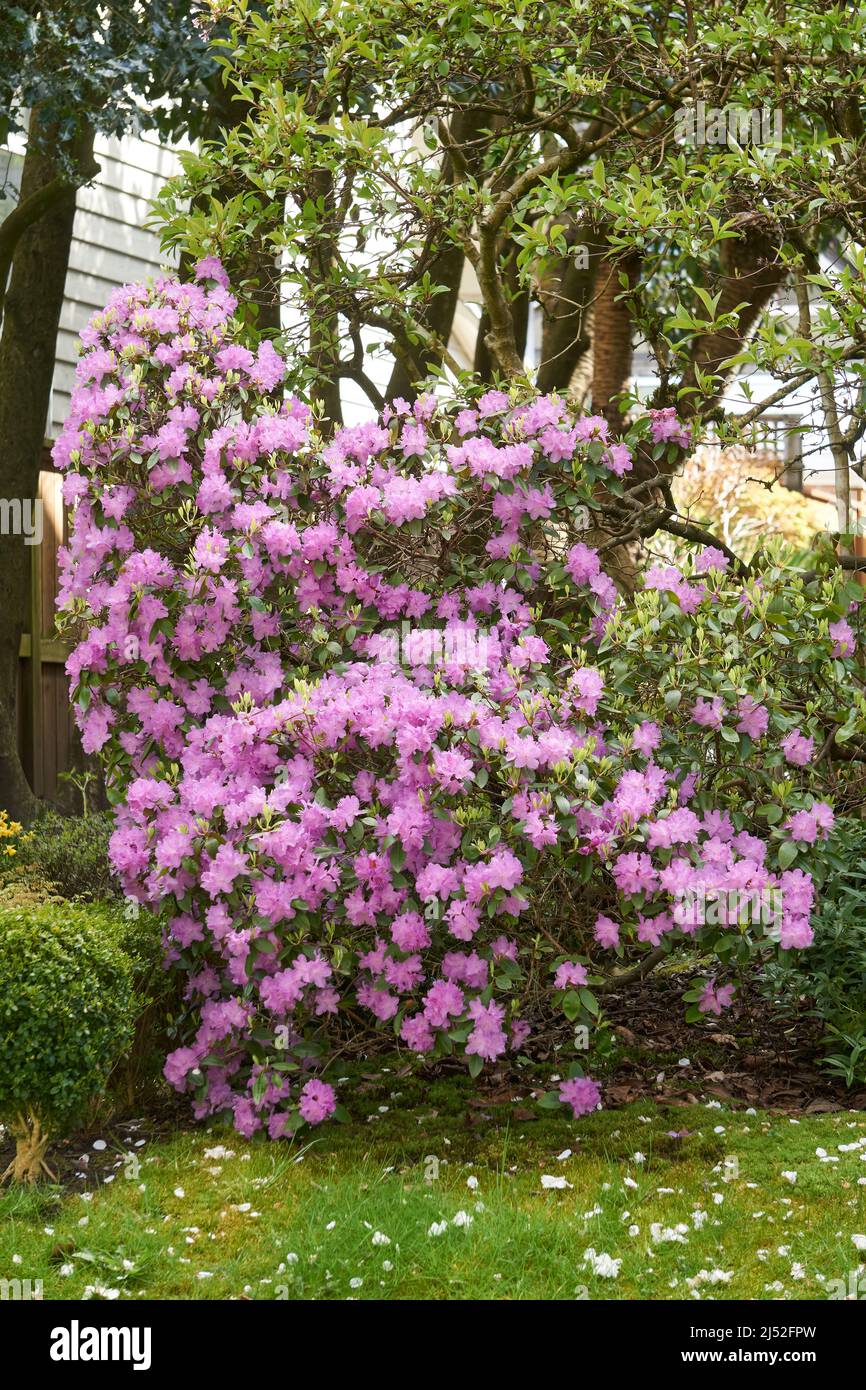 Pink azalea bush blooming in a yard in spring, trees in background Stock Photo