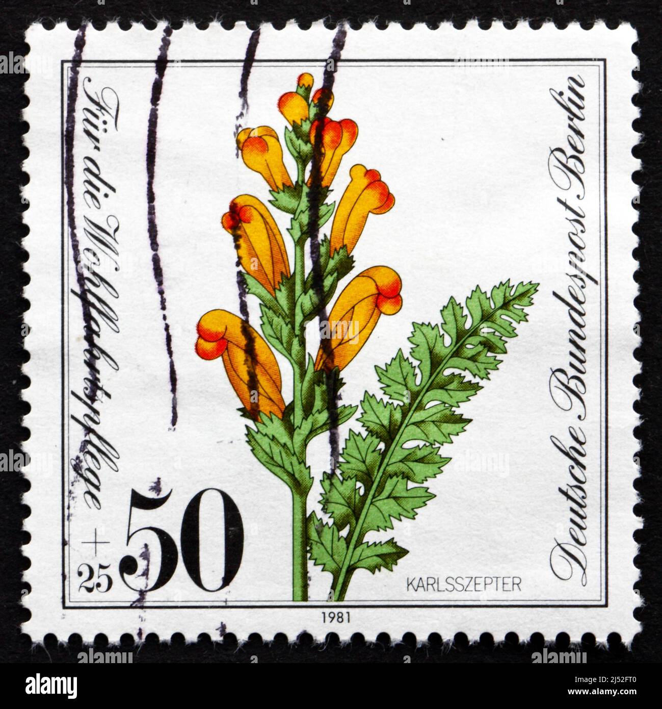 GERMANY - CIRCA 1981: a stamp printed in the Germany, Berlin shows Moor-king Lousewort, Pedicularis Sceptrum-carolinum, Perennial Herb, circa 1981 Stock Photo