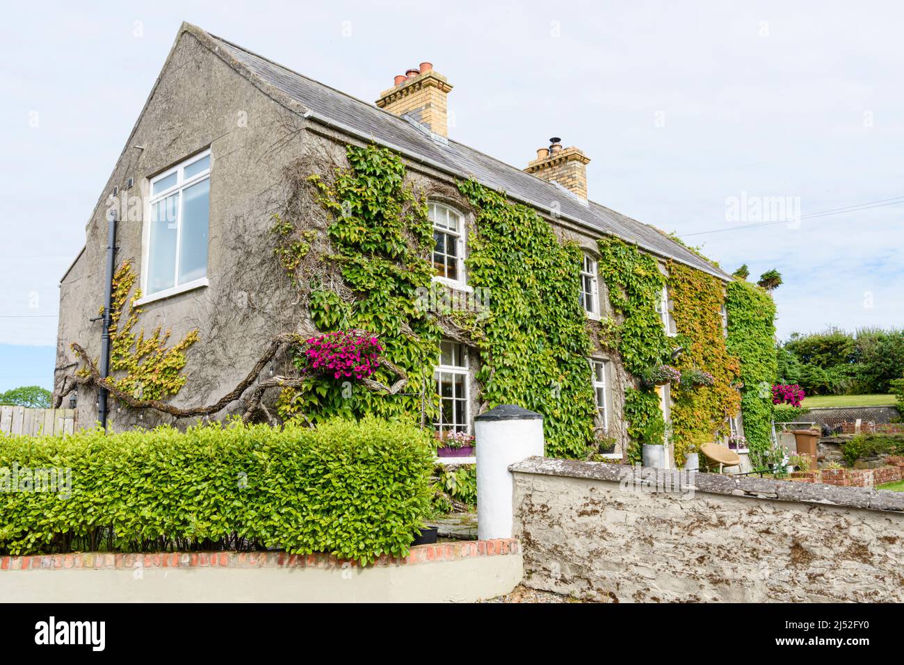 Old Irish farmhouse, built and altered between 1880 and 1930, covered with boston ivy and virginia creeper. Stock Photo