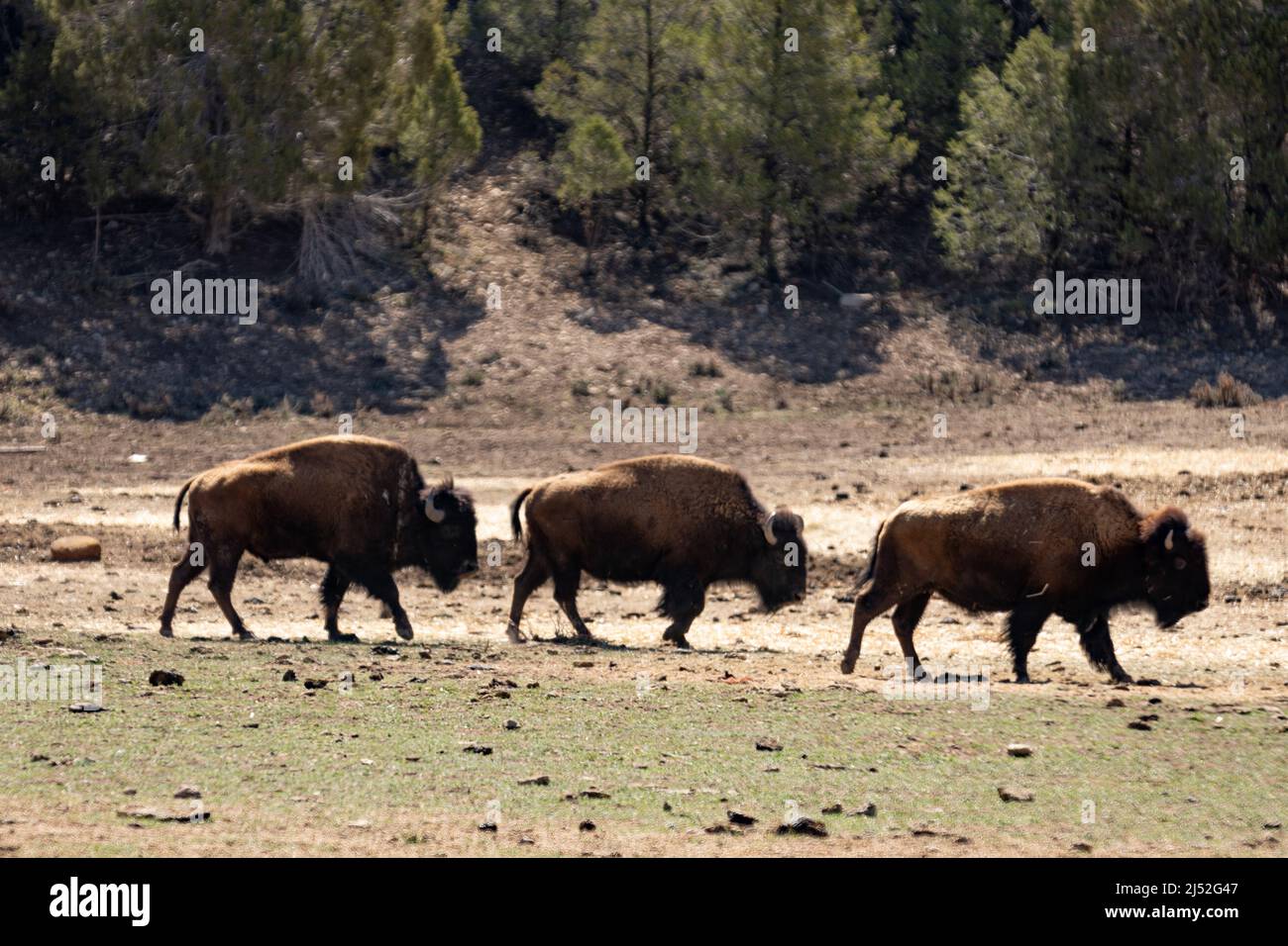 Bison in utah hi-res stock photography and images - Alamy