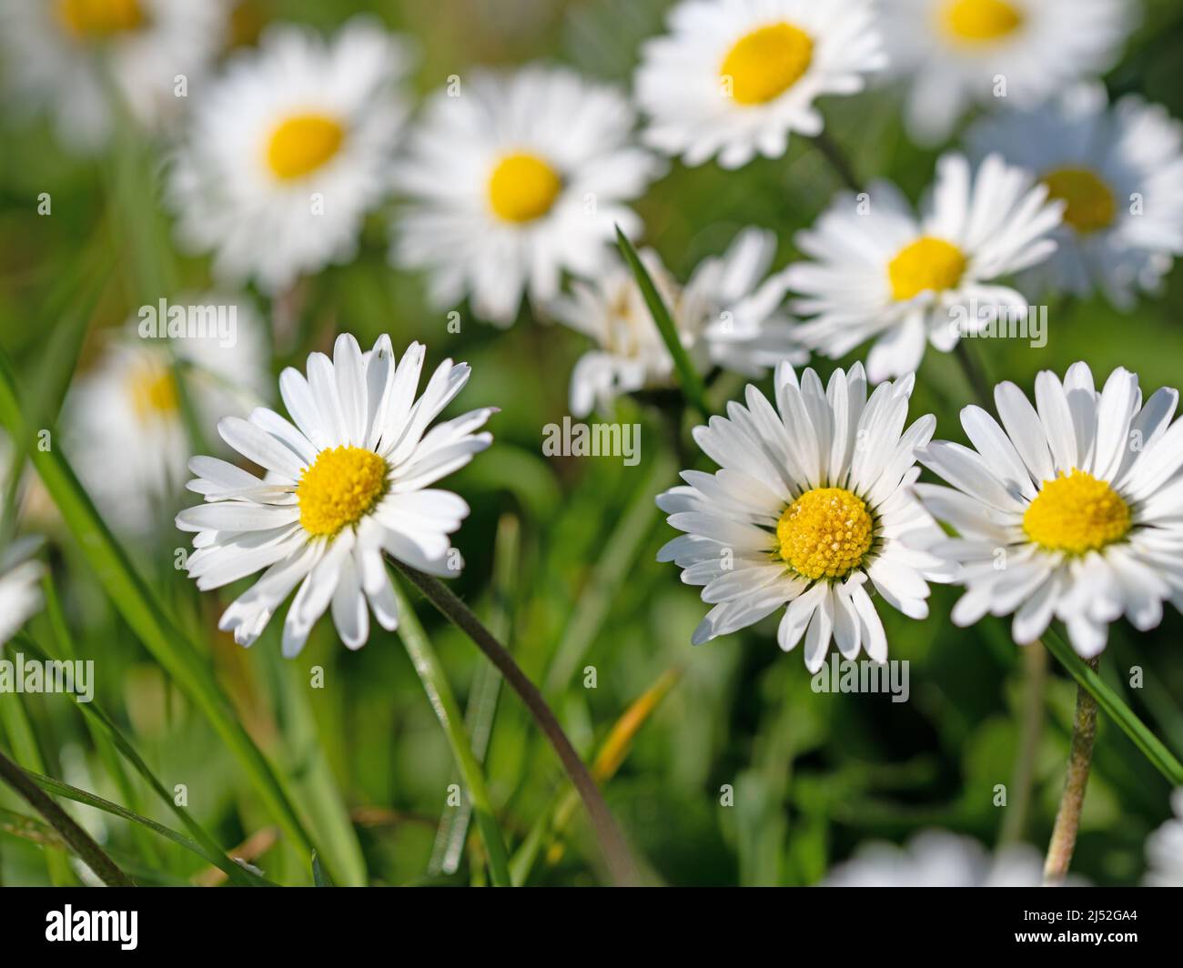 Daisies, Bellis perennis, in a close-up Stock Photo