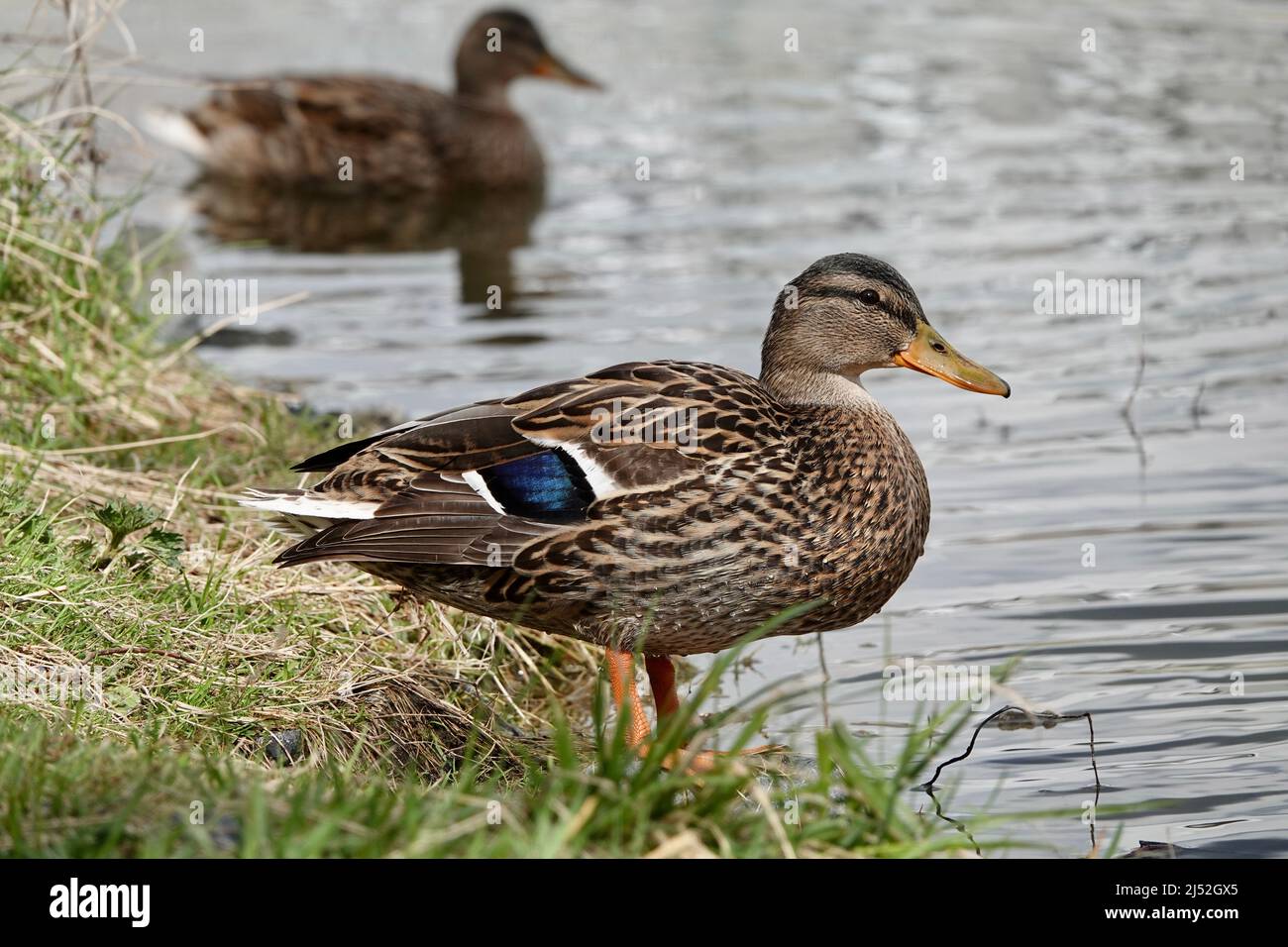 Solo female duck beside on green grass on the shore of the pond. Brown mallard duck standing in natural habitat Stock Photo