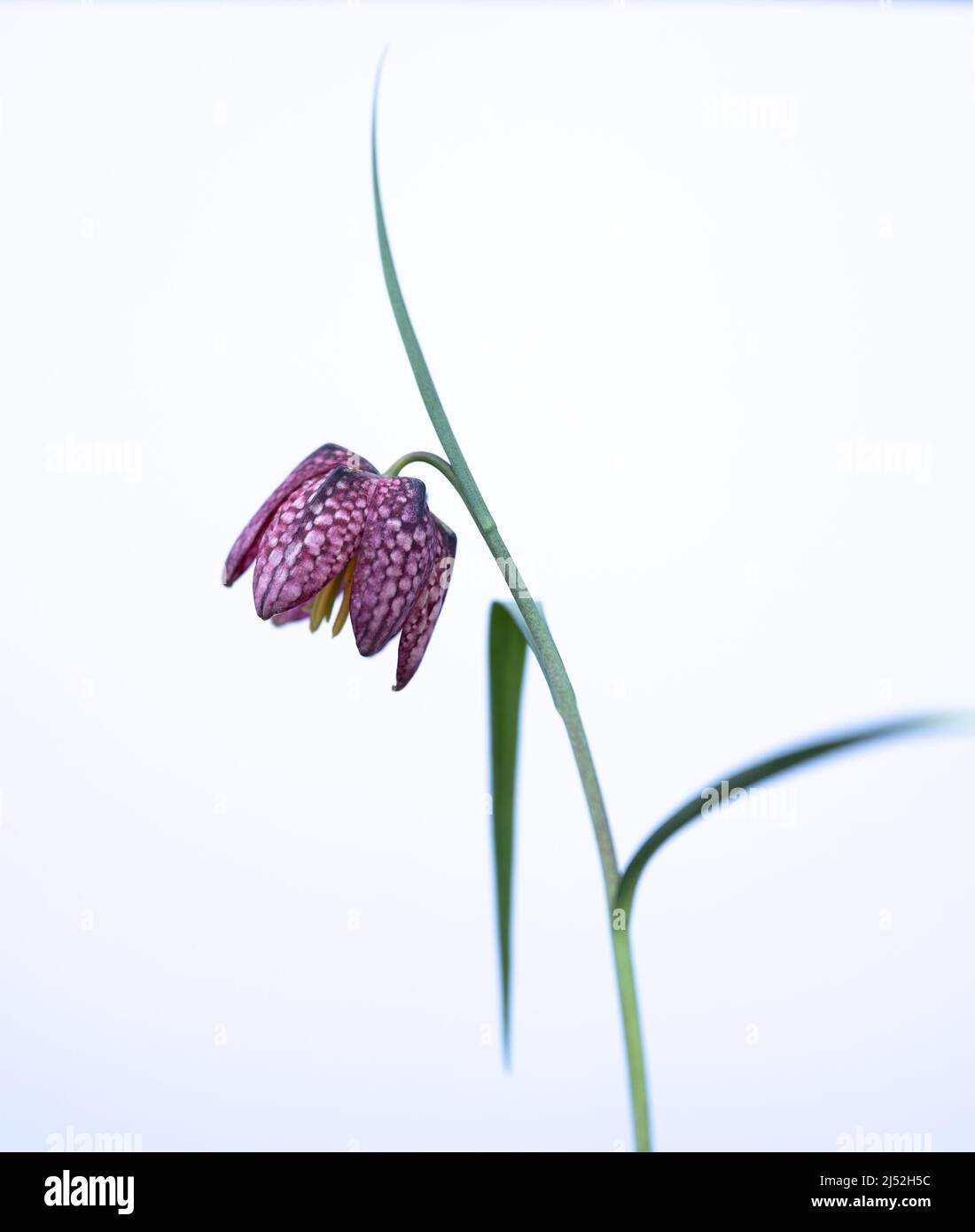 Snakes head Fritillary (Fritillaria meleagris) chequered spring flower against a white background Stock Photo