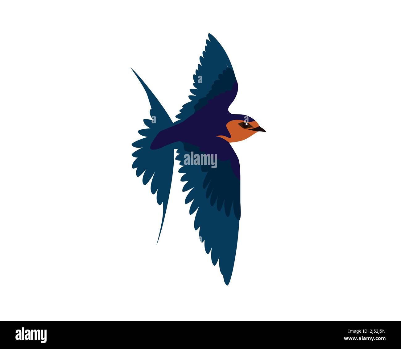 Detailed Flying Swallow Bird Illustration Vector Stock Vector