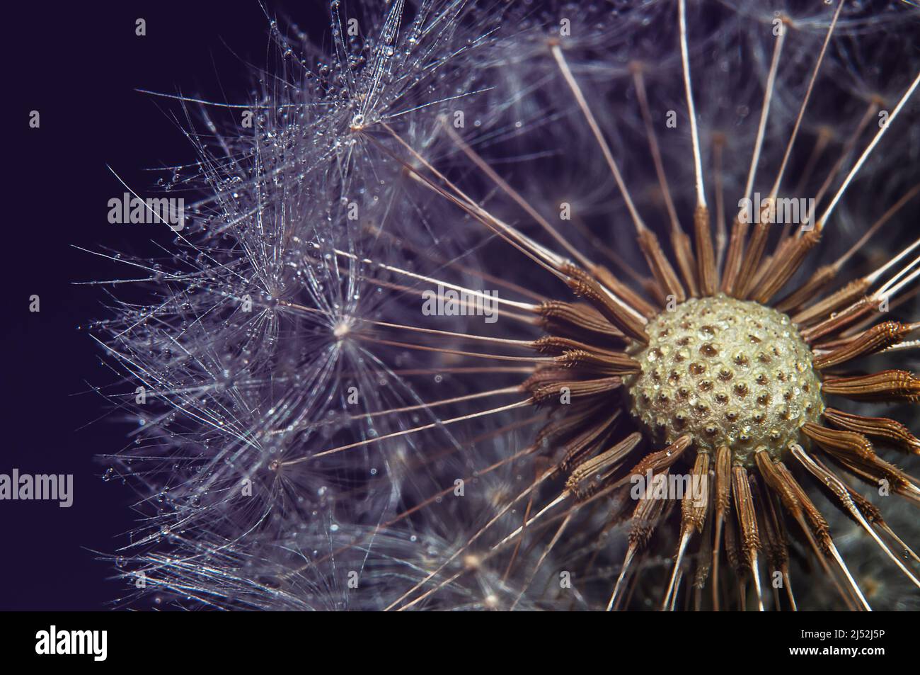 macro photo of dandelion with colorful water drops. Abstract graphics element Stock Photo