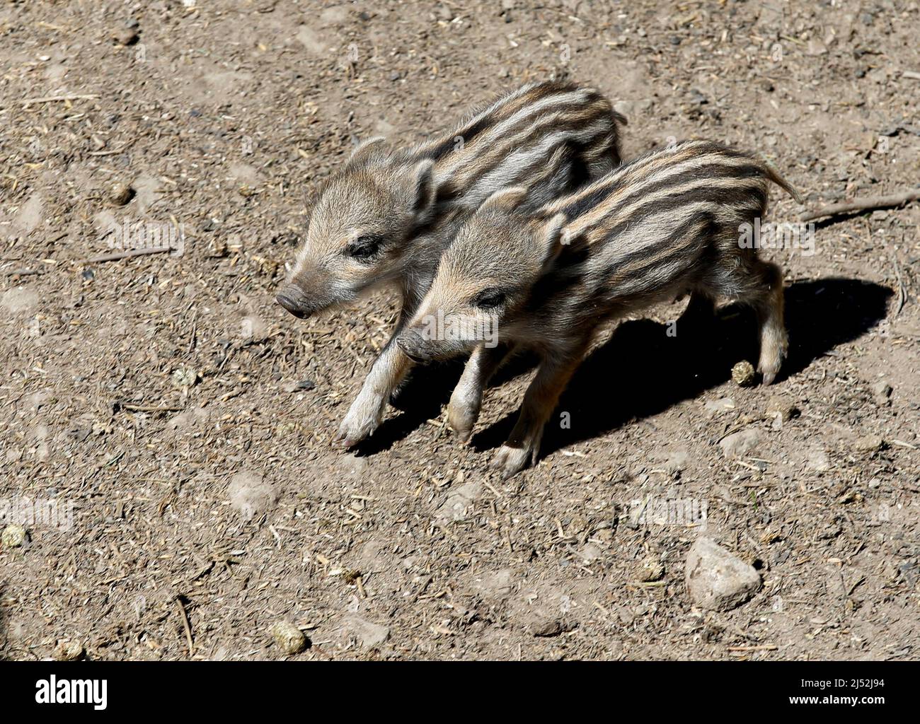 Young boars, who are 10-days-old, are seen in the Bavarian wildlife park of Mehlmeisel, Germany, April 19, 2022. REUTERS/Michaela Rehle Stock Photo