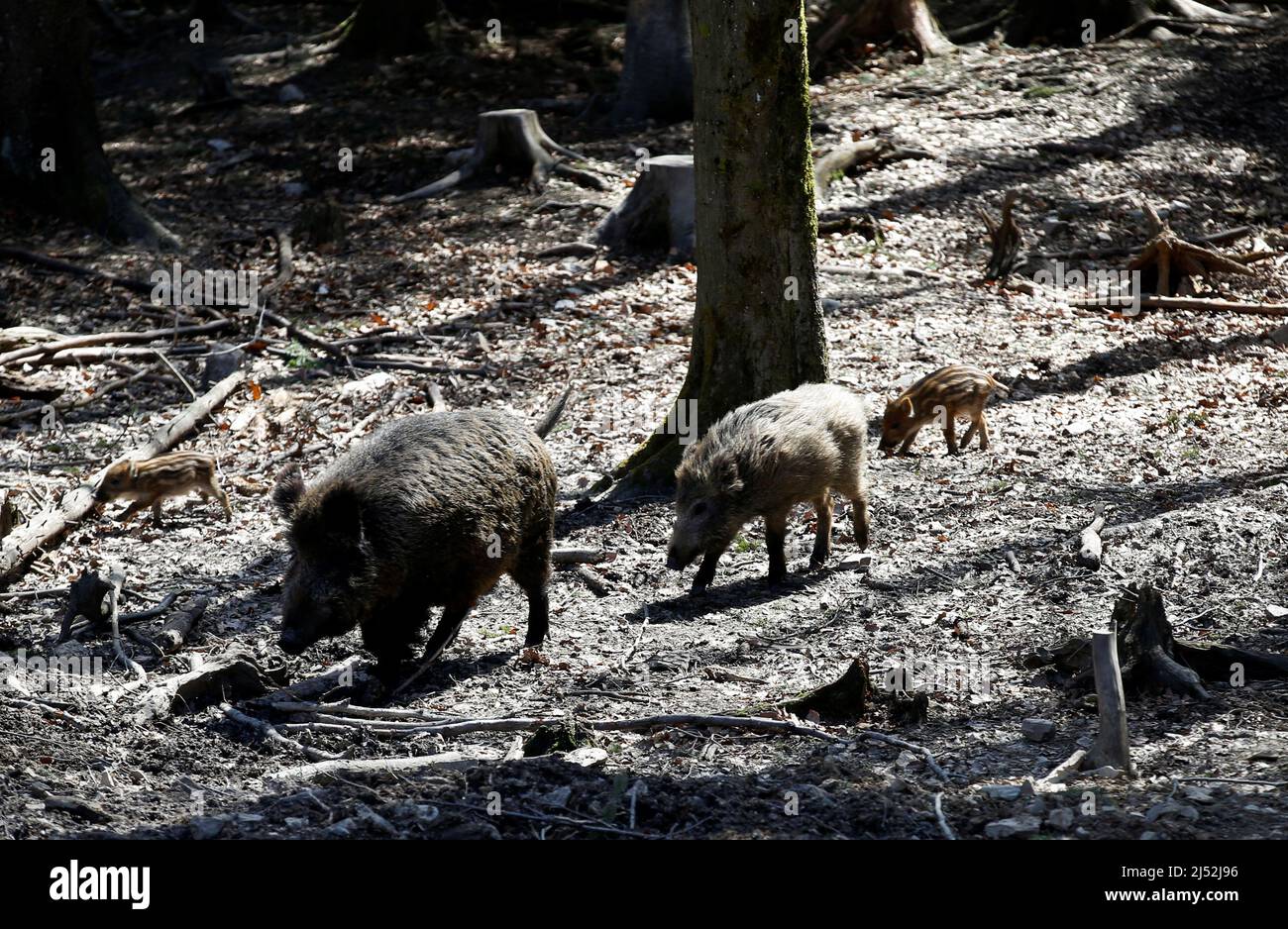 Wild boars are seen in the Bavarian wildlife park of Mehlmeisel, Germany, April 19, 2022. REUTERS/Michaela Rehle Stock Photo