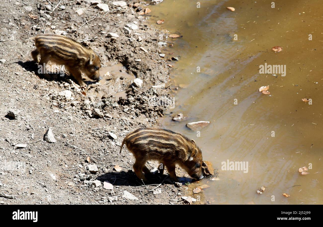 Young boars look for water in the Bavarian wildlife park of Mehlmeisel, Germany, April 19, 2022. REUTERS/Michaela Rehle Stock Photo