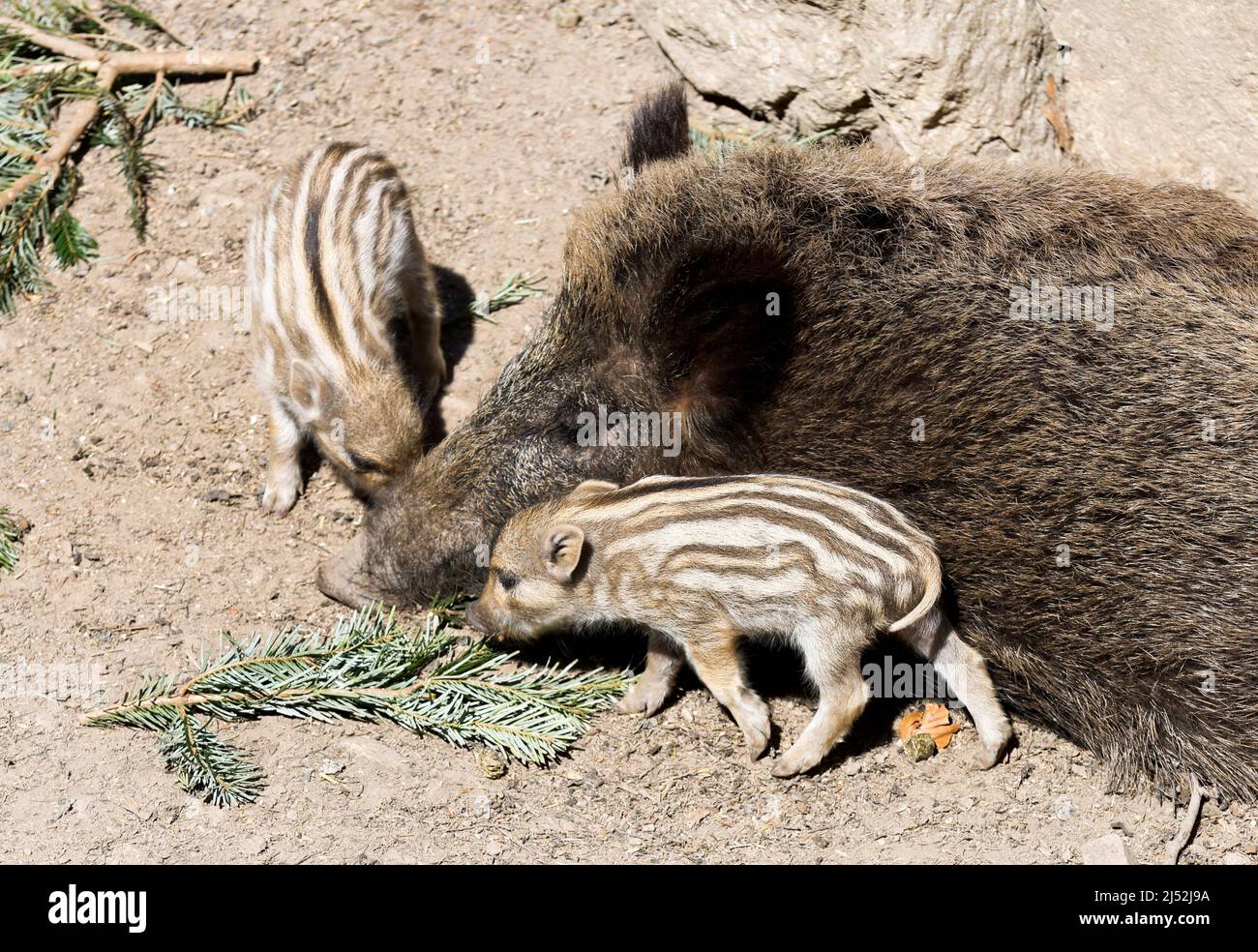 Wild boar Emma with their 10-days-old young boars rests in the Bavarian wildlife park of Mehlmeisel, Germany, April 19, 2022. REUTERS/Michaela Rehle Stock Photo