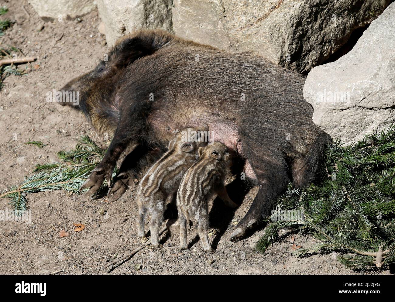 Wild boar Emma with their 10-days-old young boar rests in the Bavarian wildlife park of Mehlmeisel, Germany, April 19, 2022. REUTERS/Michaela Rehle Stock Photo