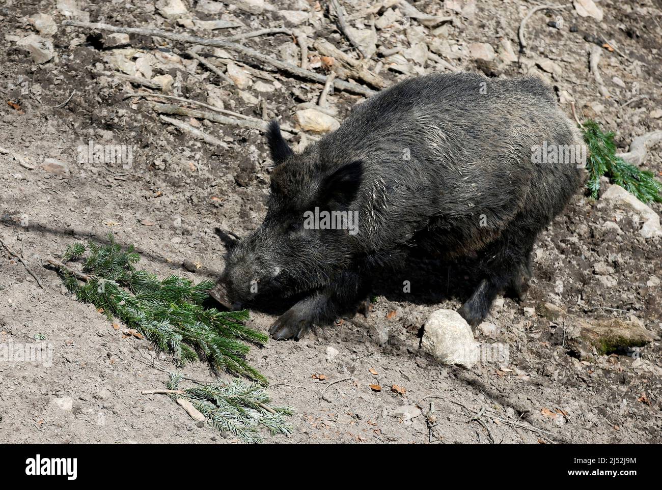 Wild boar Eberhofer looks for food in the Bavarian wildlife park of Mehlmeisel, Germany, April 19, 2022. REUTERS/Michaela Rehle Stock Photo