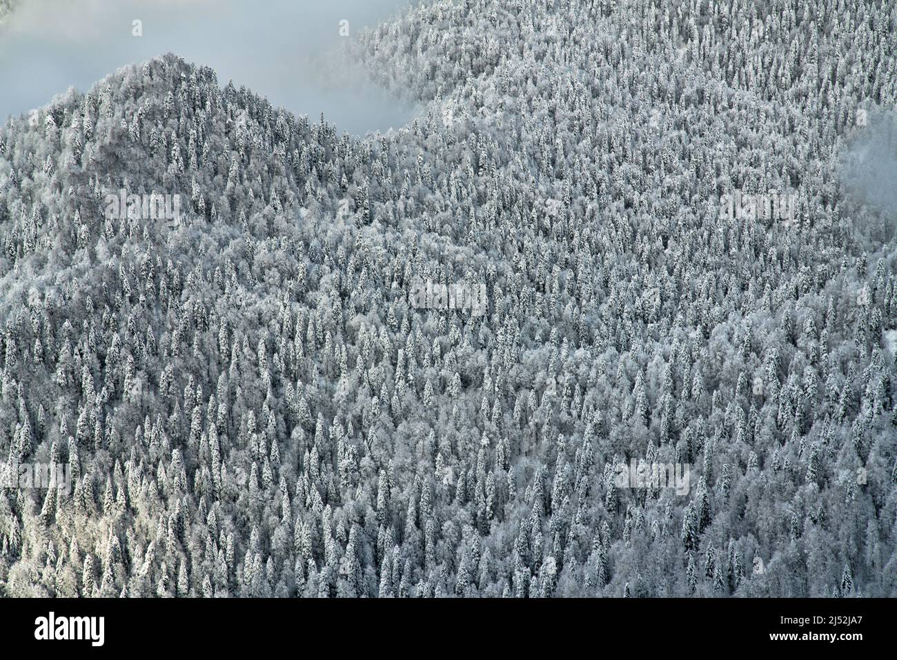 Extensive, thick stand of trees spruce forests in the winter mountains at an altitude of 2000 meters a.s.l. Cloud-forest belt. Oriental spruce (Picea Stock Photo