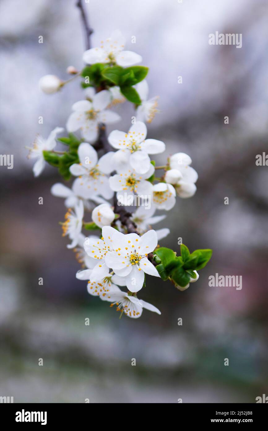 Branches of a blossoming tree against the sky. Cherry plum flowers. Stock Photo