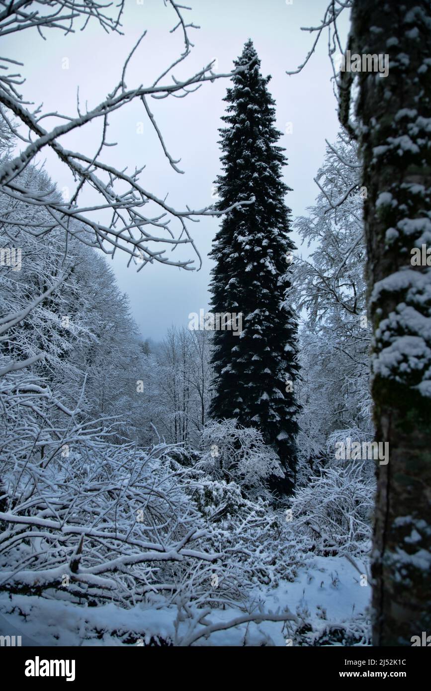 The old Oriental spruce (Picea orientalis) grows freely in the clearing and is therefore symmetrical and resembles a candle. Caucasus Mountains in win Stock Photo