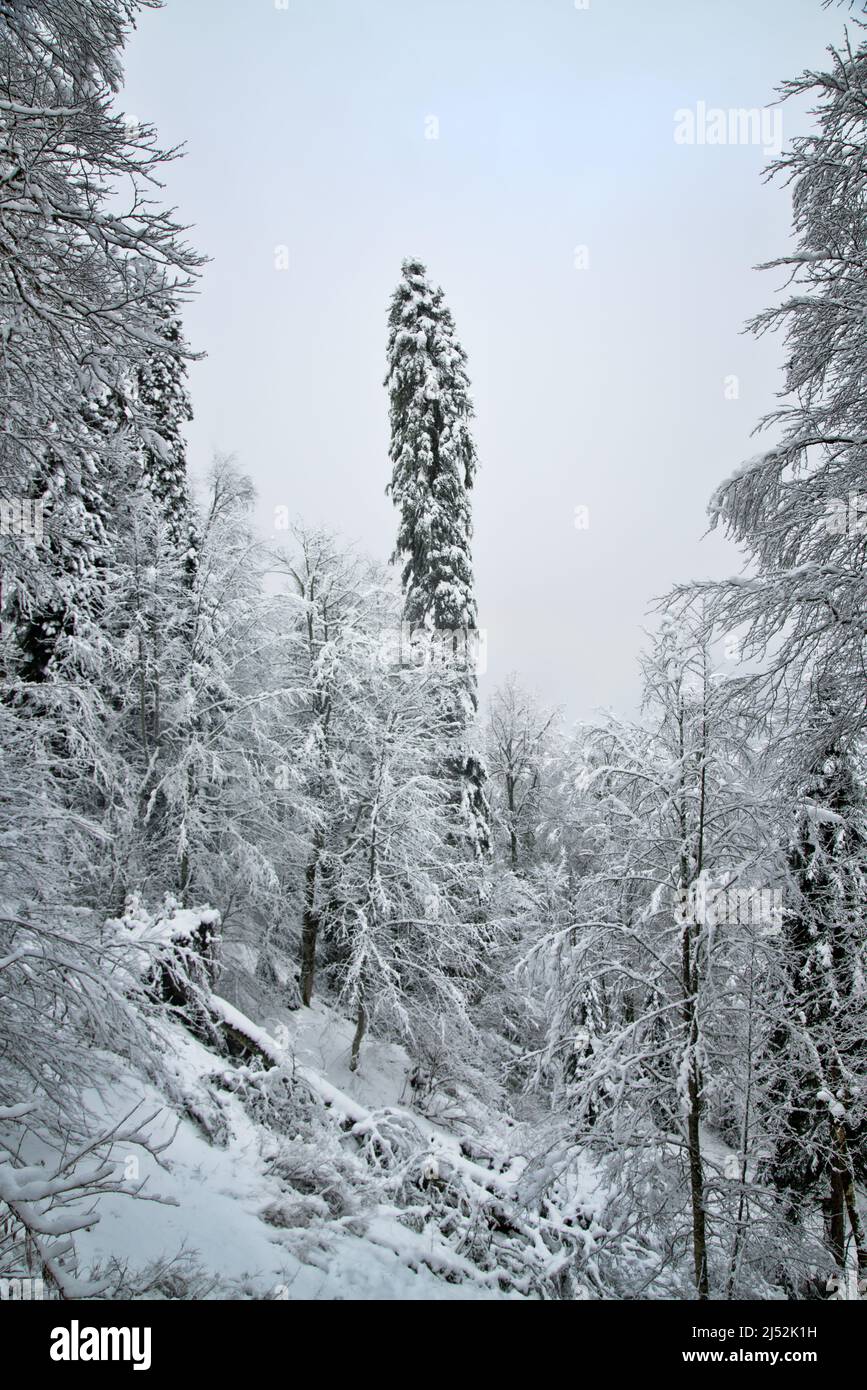 Snow-covered mountain forest. After heavy snowfall. Caucasian mountains Stock Photo