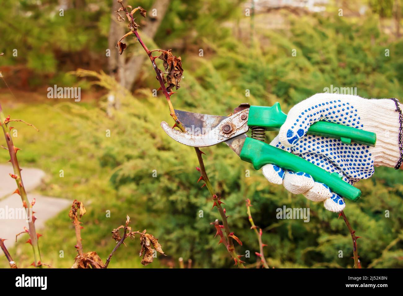 Pruning rose bushes in spring. Garden work. Secateurs in the hands of a