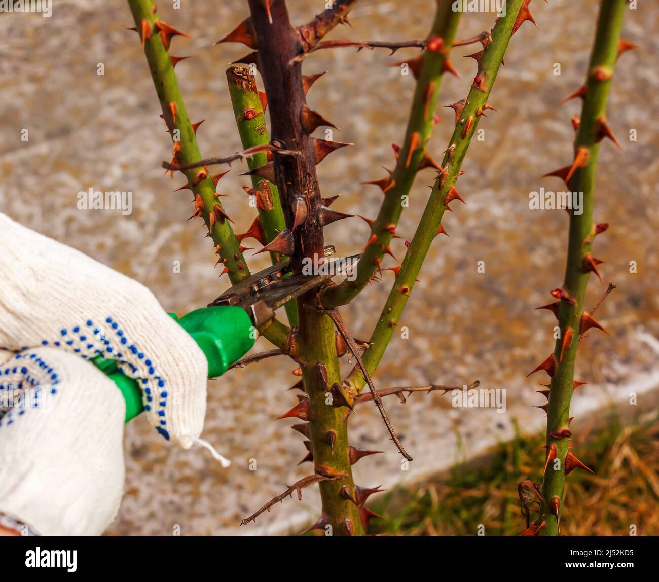 Pruning rose bushes in spring. Garden work. Secateurs in the hands of a gardener Stock Photo Alamy