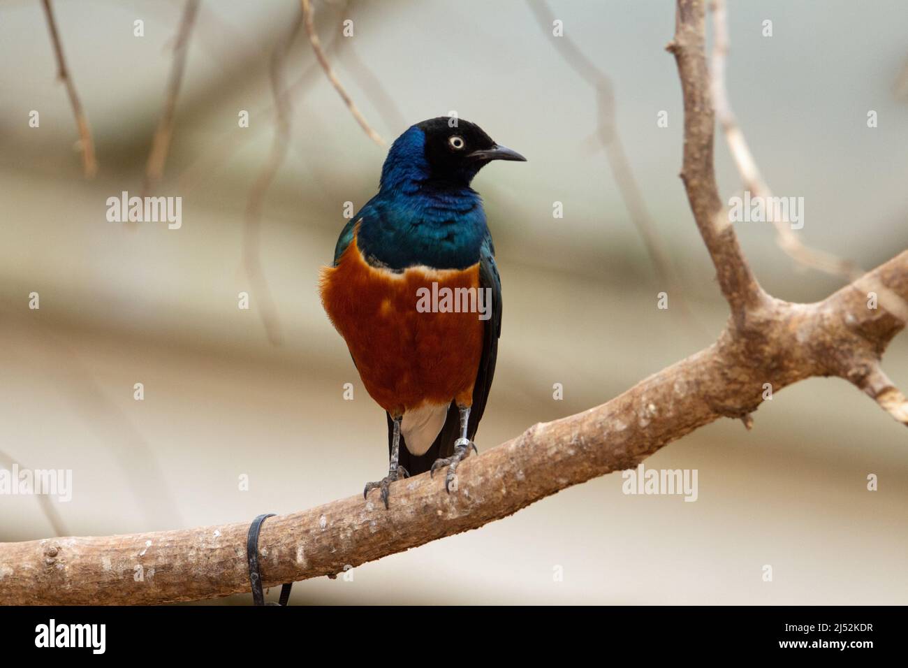 a single chestnut-bellied starling (Lamprotornis pulcher) perched on a branch with a natural desert background Stock Photo