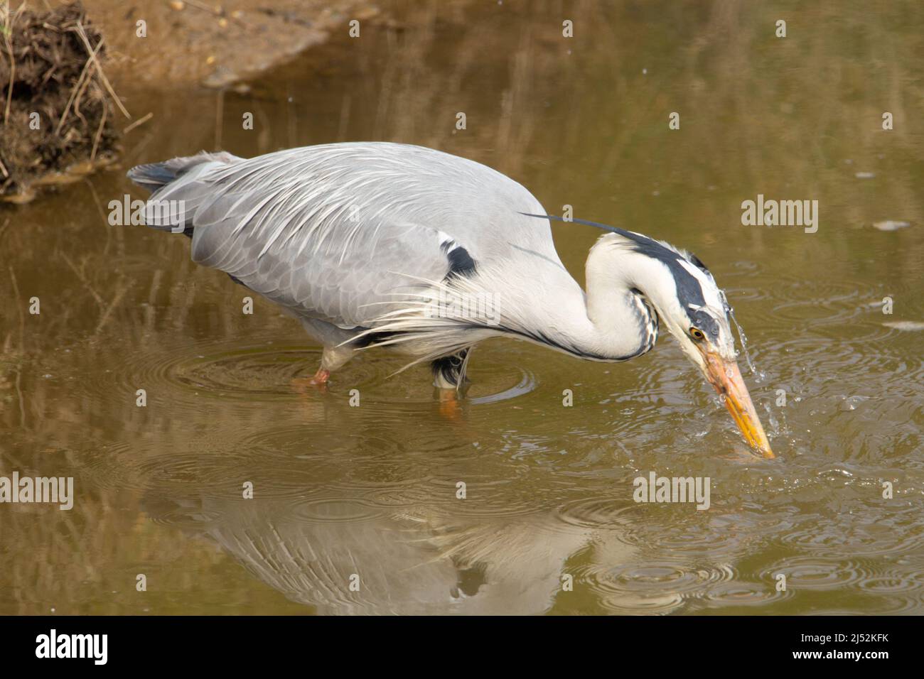 a single Grey Heron (Ardea cinerea) fishing with head under the brown water near the river bank Stock Photo