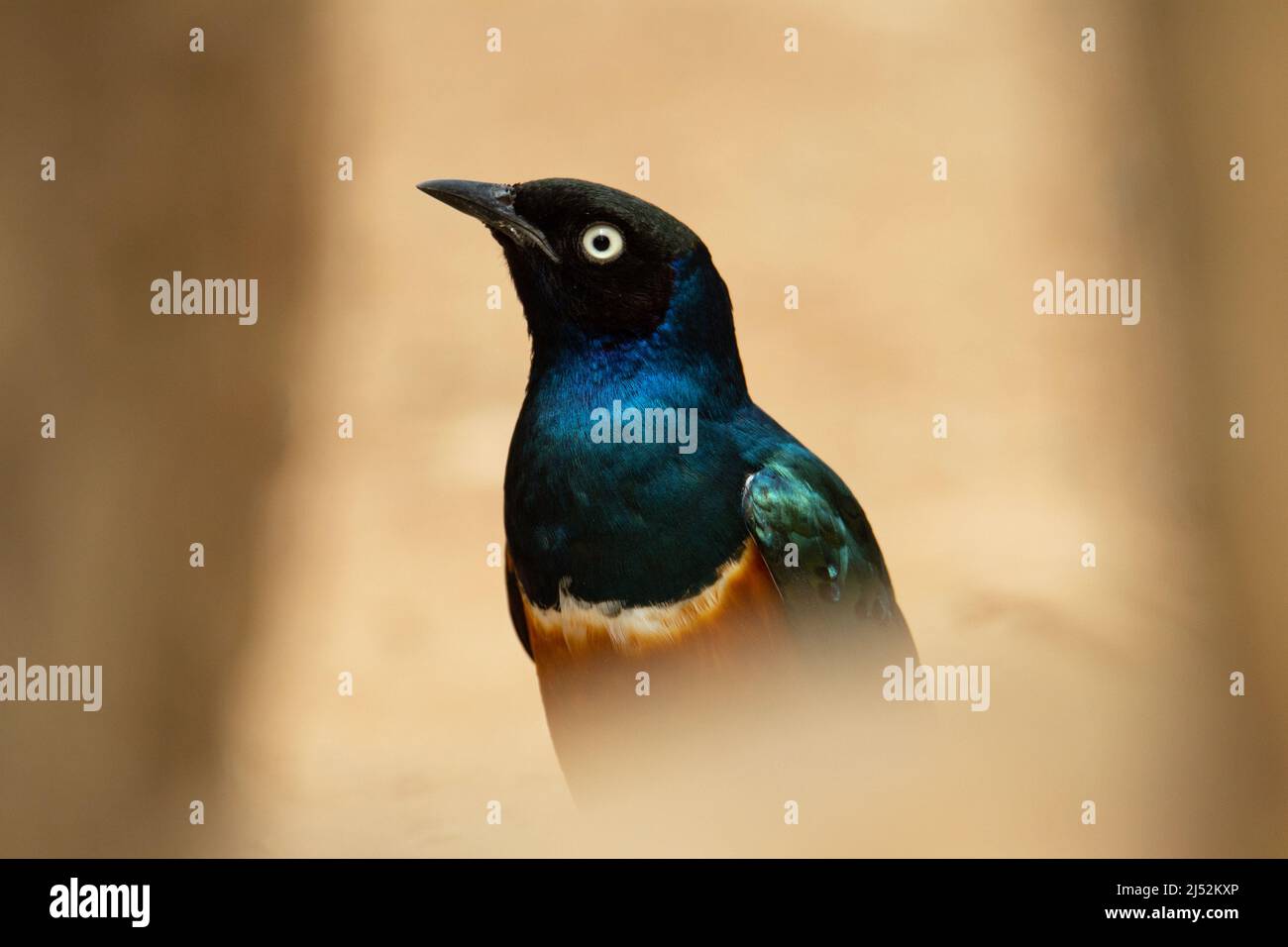 head and shoulders of a chestnut-bellied starling (Lamprotornis pulcher) with a natural desert background Stock Photo