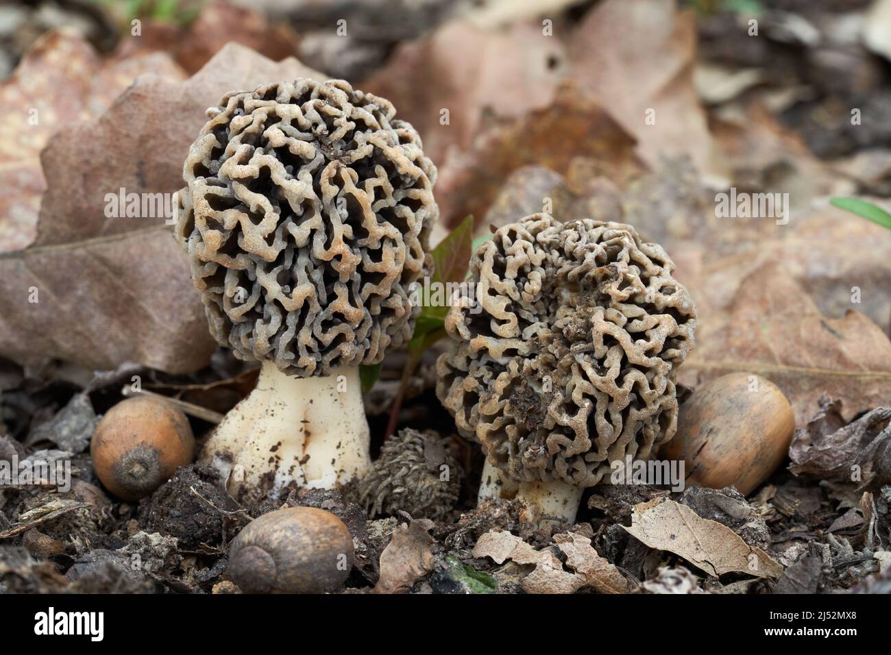Edible mushroom Morchella esculenta in floodplain forest. Known as