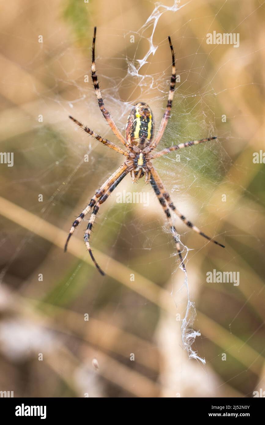 Argiope bruennichi (wasp spider) is a species of orbweb spider Stock