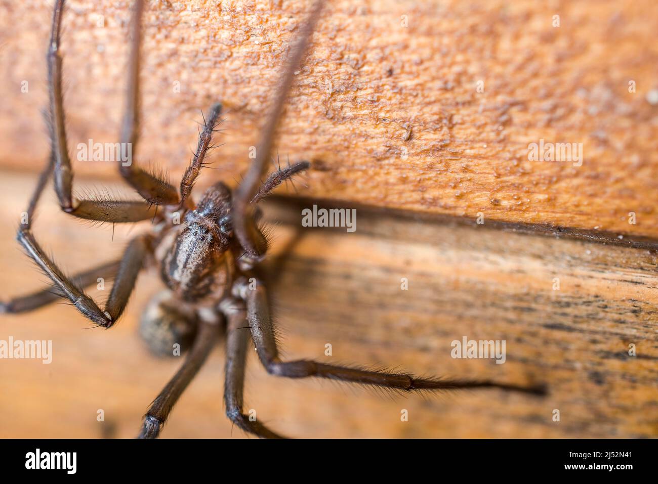 Tegenaria domestica, commonly known as the barn funnel weaver in North America and the domestic