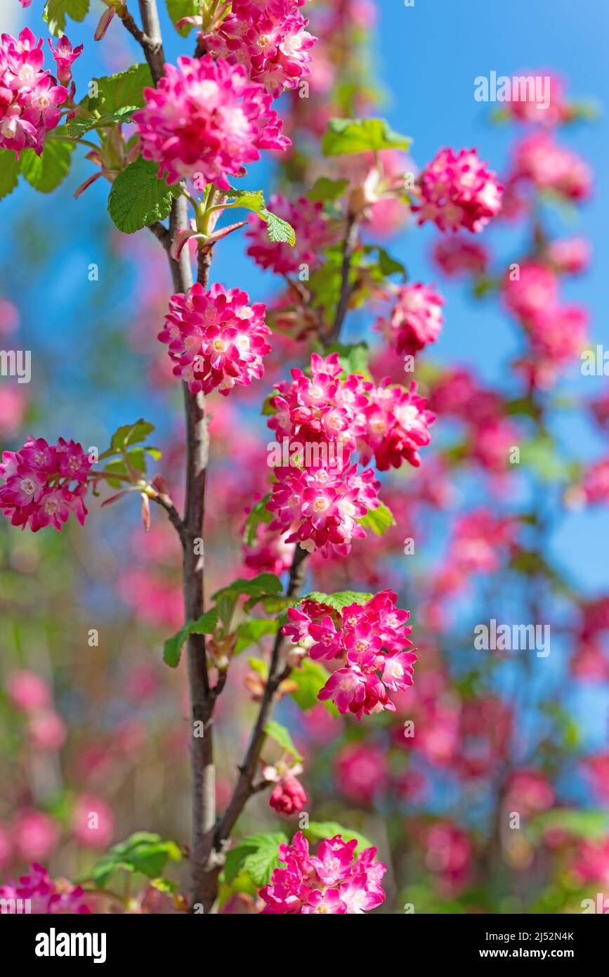 Flowering blood currant, Ribes sanguineum, in spring Stock Photo