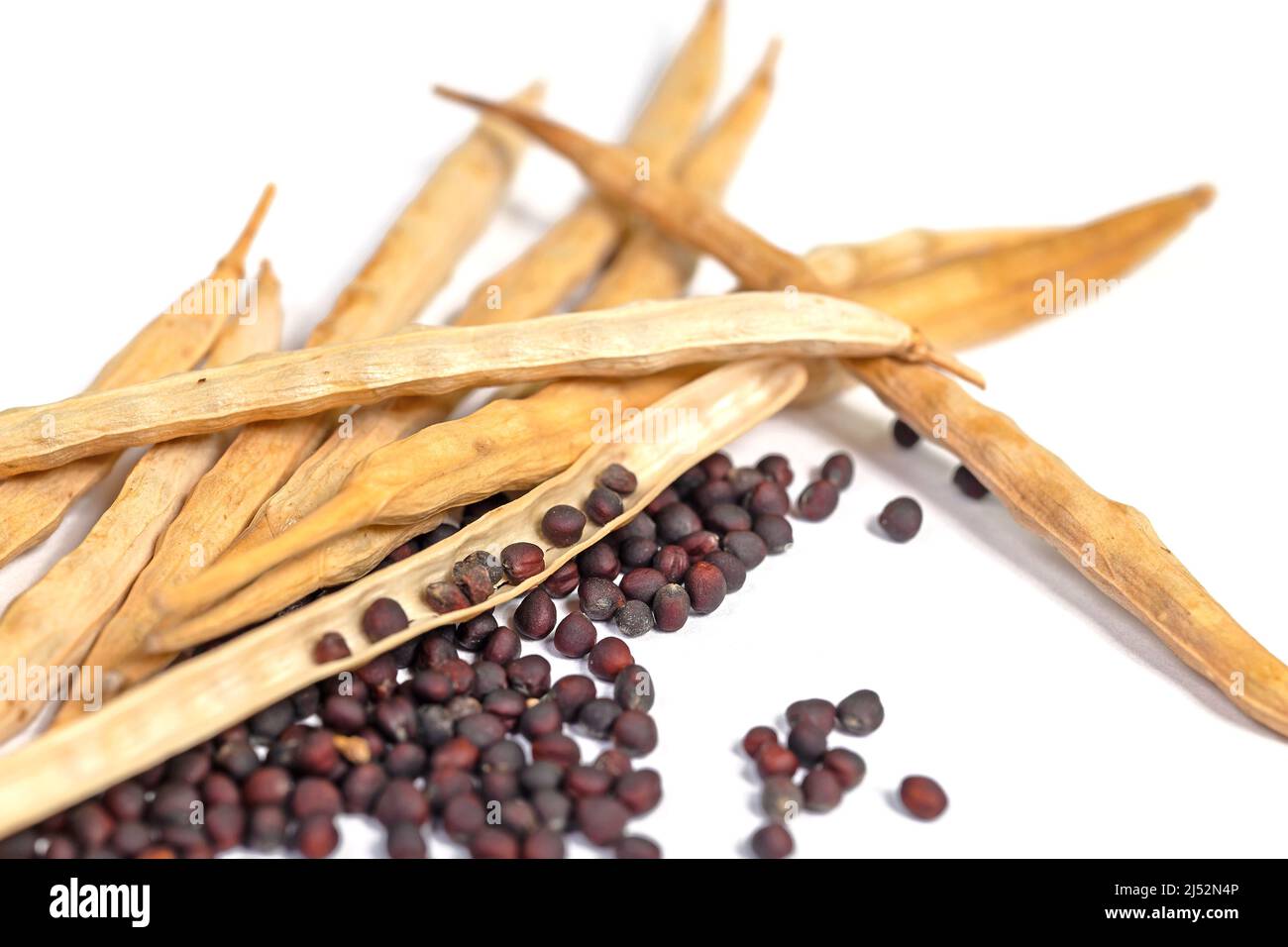 Rapeseed Shell Ripe rapeseed grains isolated against white background Stock Photo - Alamy