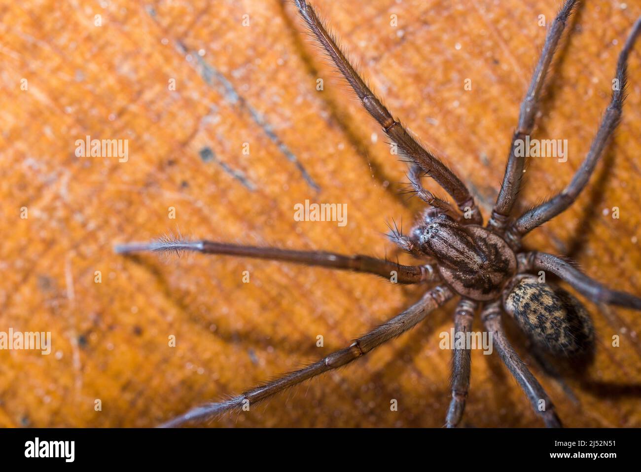 Tegenaria domestica, commonly known as the barn funnel weaver in North America and the domestic house spider in Europe. Stock Photo