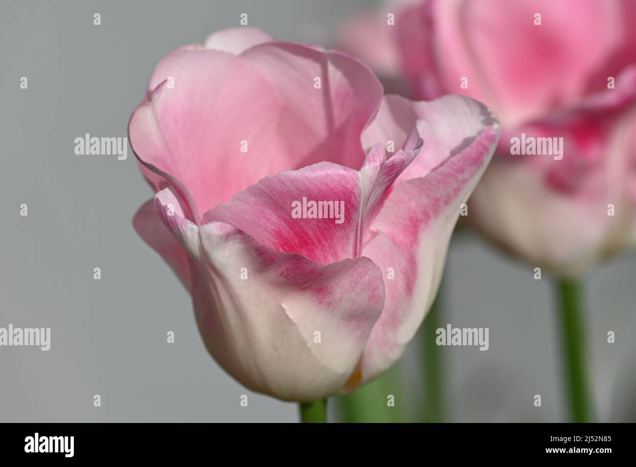 A beautiful pink diamond variety of a tulip, Tulipa, perennial herbaceous bulbiferous geophytes, light shades of pink Stock Photo