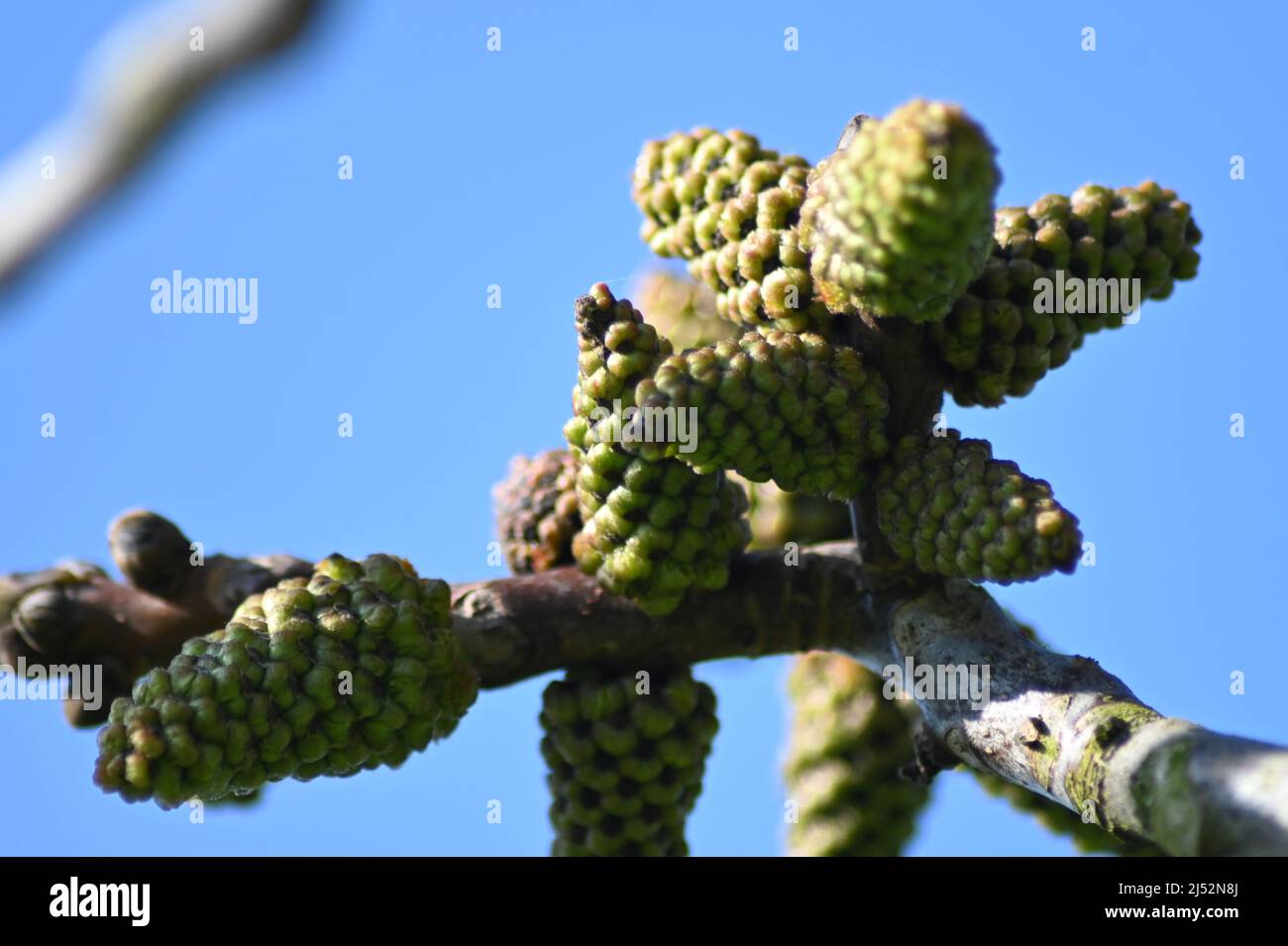 English Walnut Tree, Juglans regia, flowering with the male, female catkin on a sunny spring afternoon, walnut tree UK, Juglans regia Stock Photo
