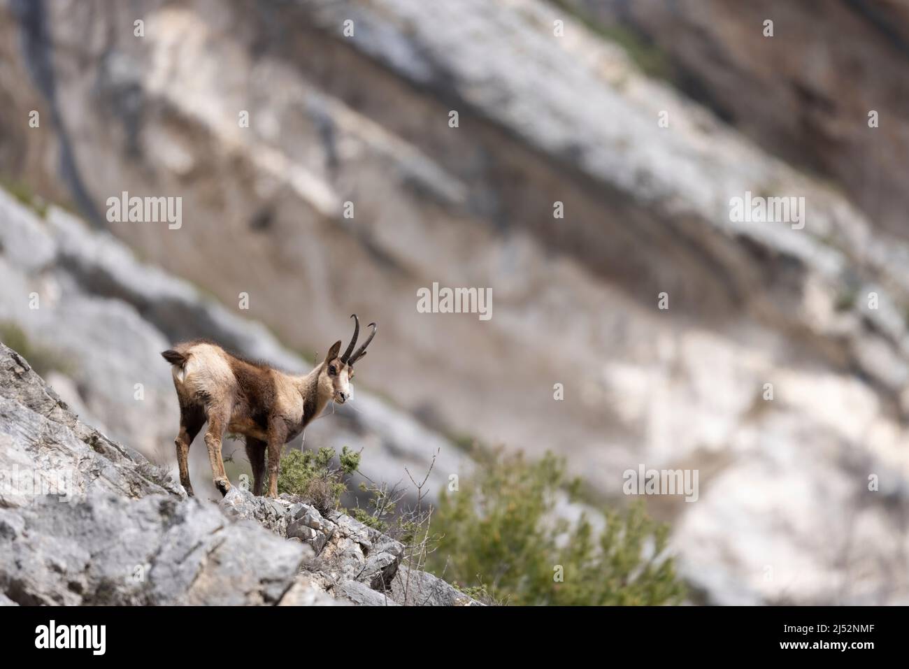 Apennine chamois in Majella National Park, Abruzzo, Italy. Stock Photo