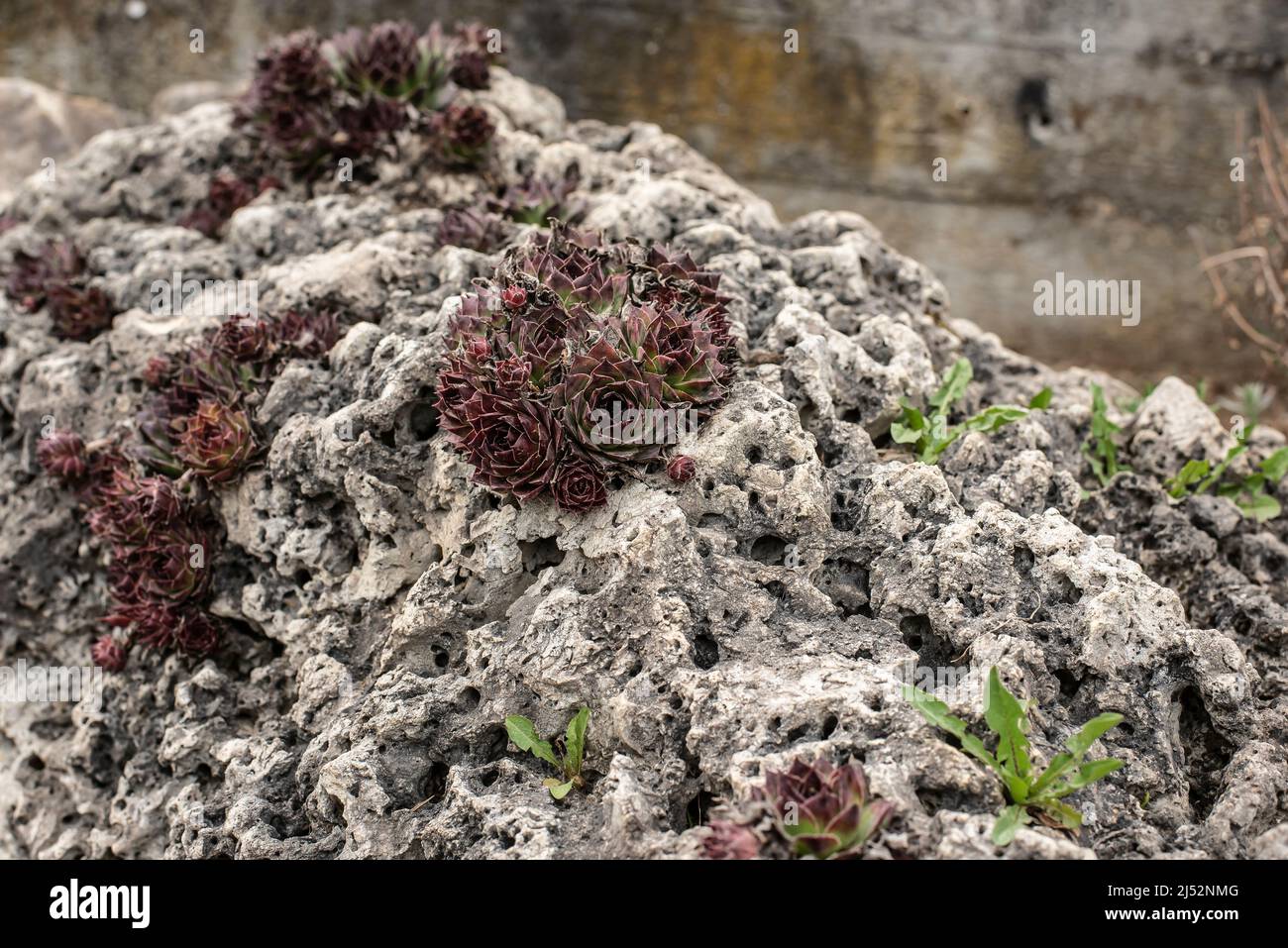 a succulent plant growing on a large limestone boulder in a rock garden